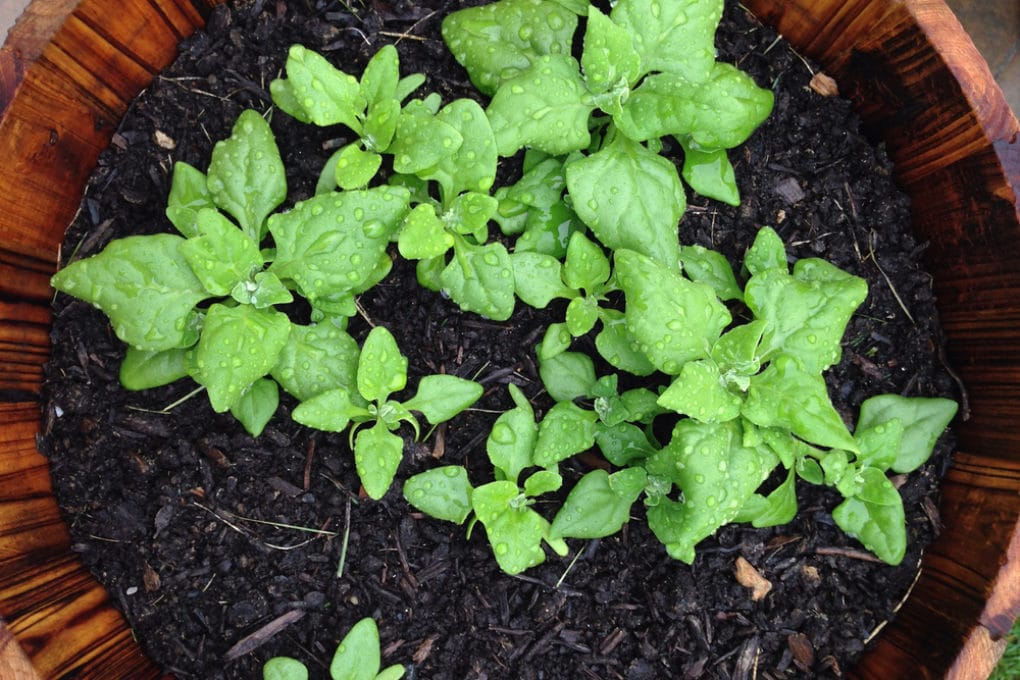 Spinach Bolting » Top Tips on Prevention