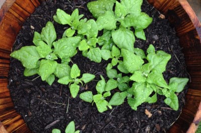 growing-spinach-in-containers