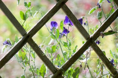 growing-sweet-peas