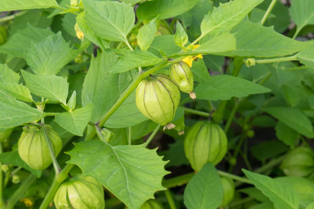 Can You Freeze Tomatillos? » Top Tips on How