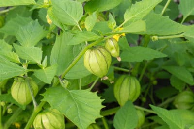 growing-tomatillos