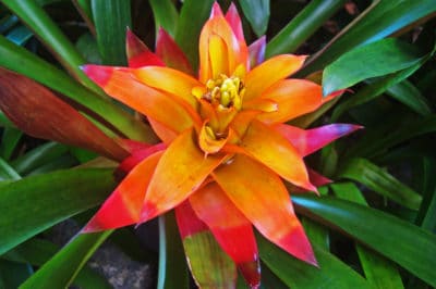 guzmania-lingulata-care