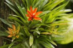 guzmania-propagation