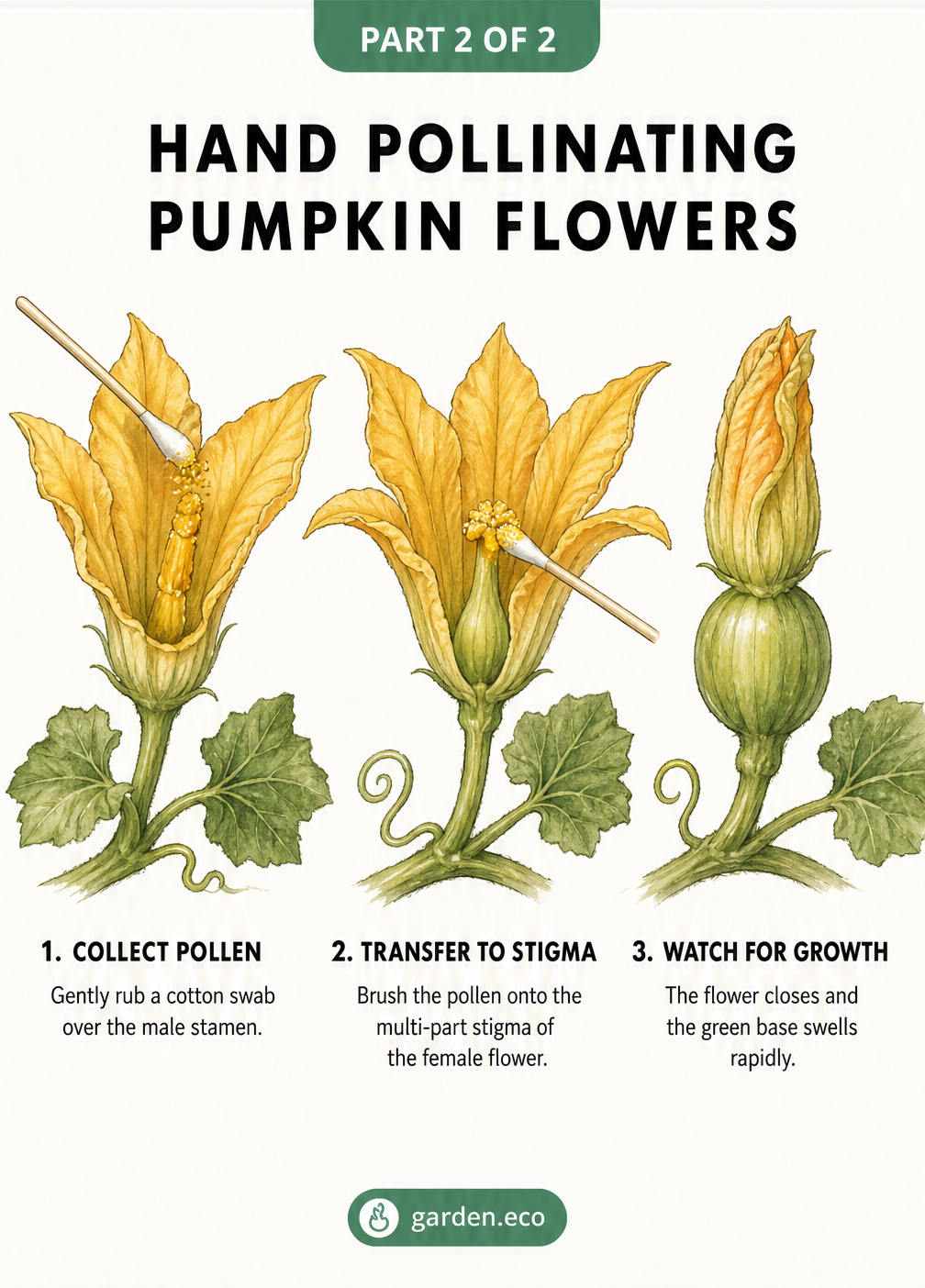 Three-step illustration showing how to hand pollinate a female pumpkin flower using a cotton swab.
