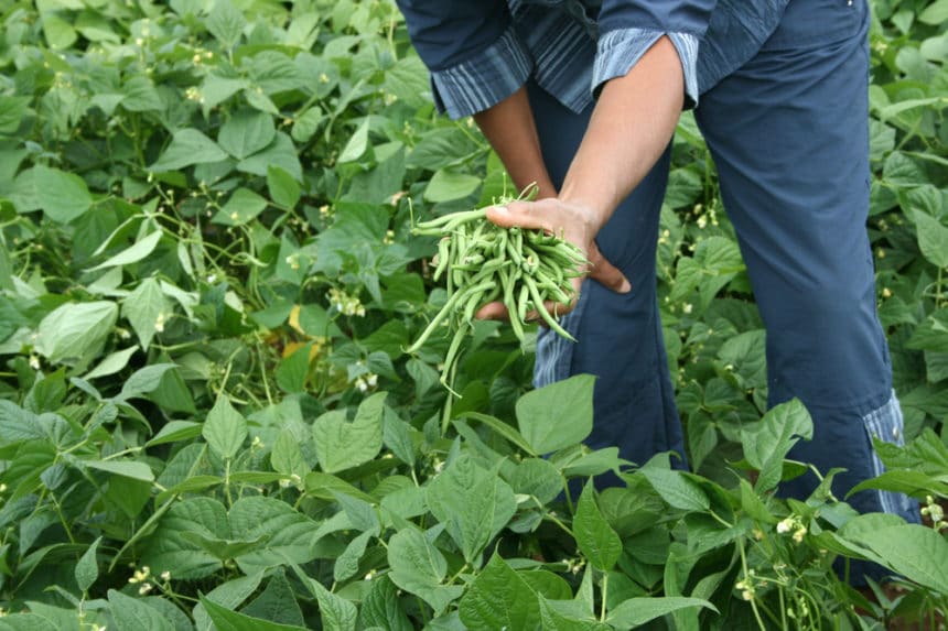 How Far Apart to Plant Green Beans?