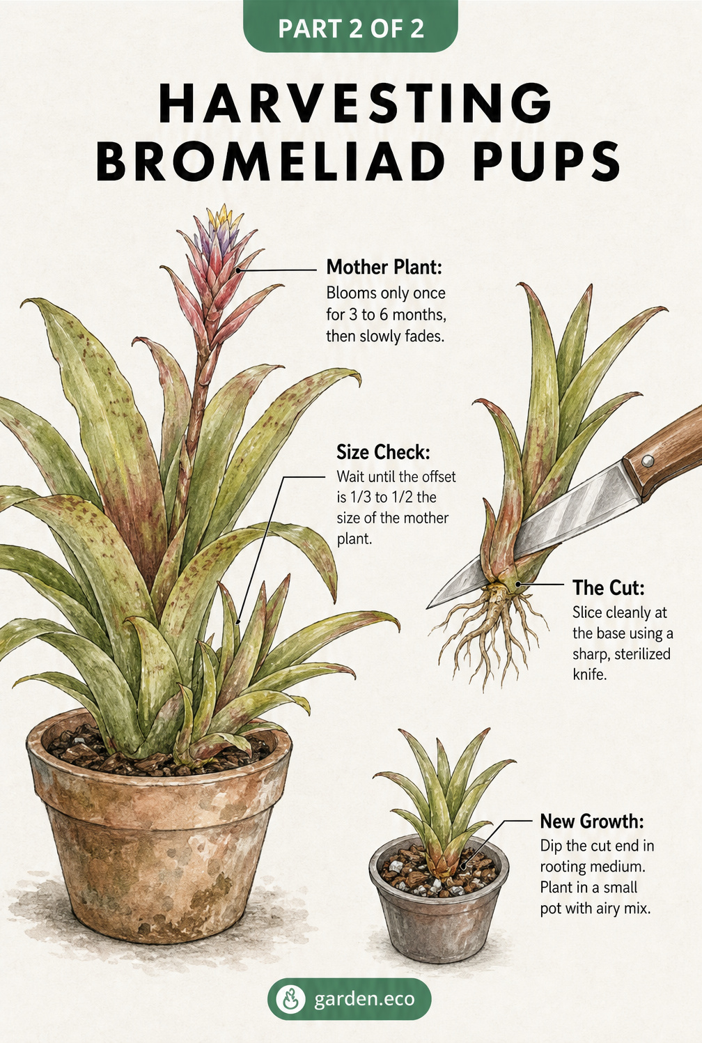 Botanical sketch showing how to harvest a bromeliad pup from the mother plant with a sterilized knife