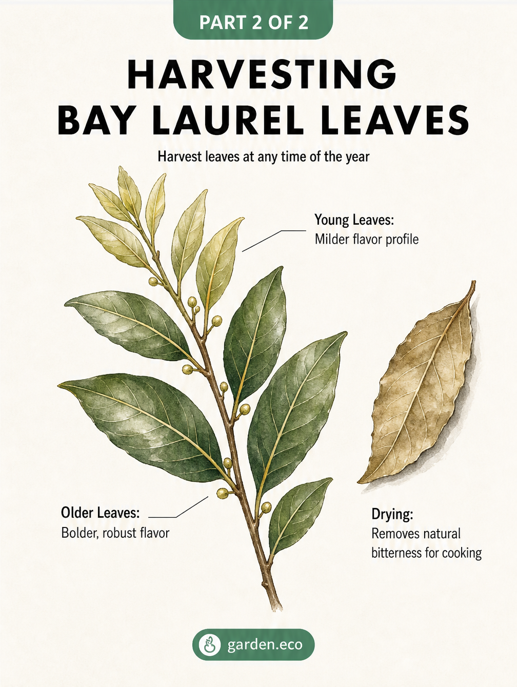 Watercolor illustration of a bay laurel branch showing young and older leaves, plus a dried leaf for cooking.