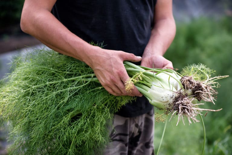 Harvesting Horseradish It's All About the Proper Timing