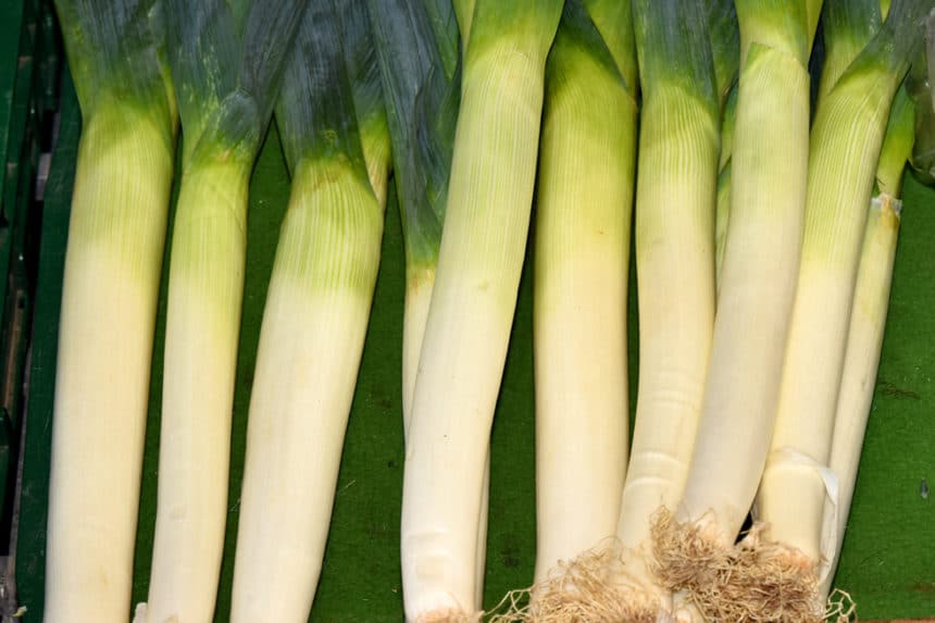 Leek Flower » All About the Bloom