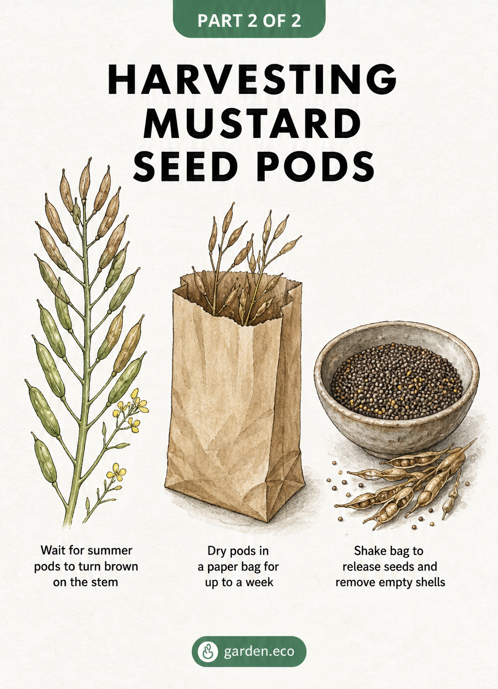 Illustration of harvesting mustard seed pods, drying them in a paper bag, and shaking out the seeds