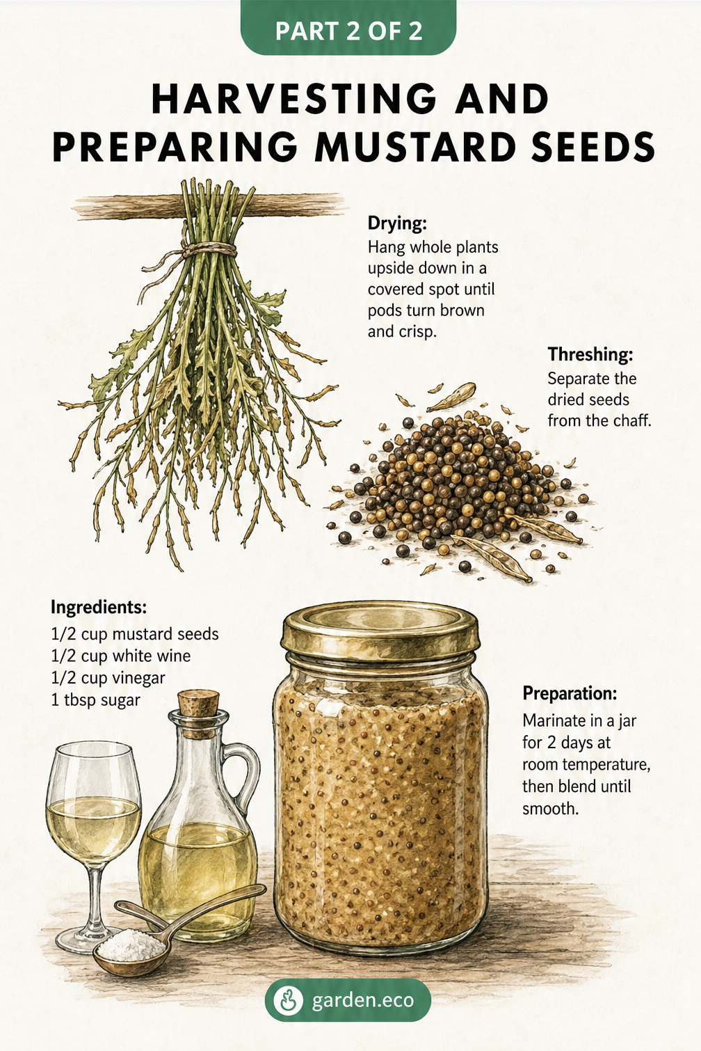 Illustration showing a mustard plant hanging upside down to dry, threshed seeds, and a rustic jar with ingredients for making homemade mustard.