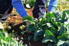 harvesting-spinach