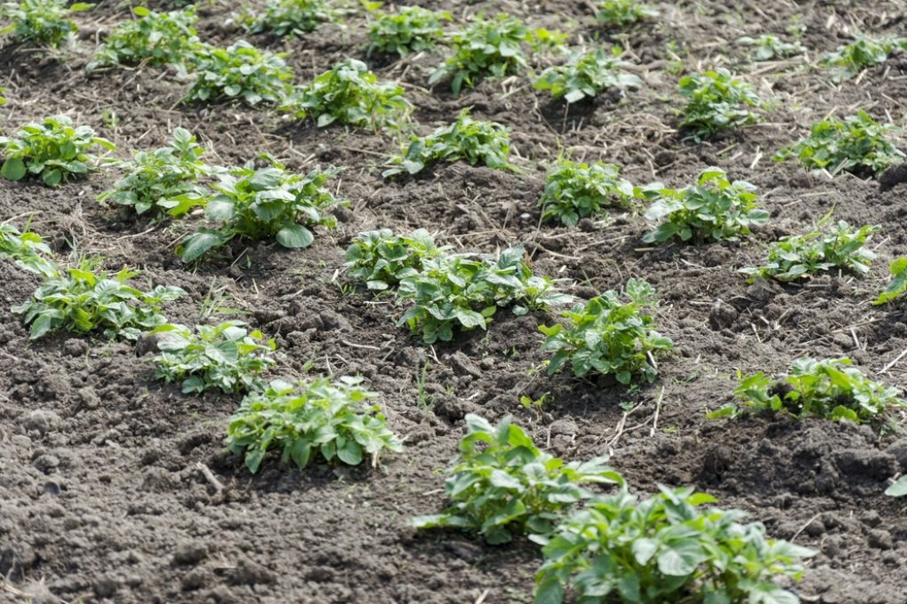 How Far Apart to Plant Potatoes » Give Them Room