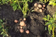 how-long-does-it-take-to-grow-a-potato