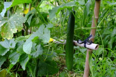 how-long-does-it-take-to-grow-cucumbers