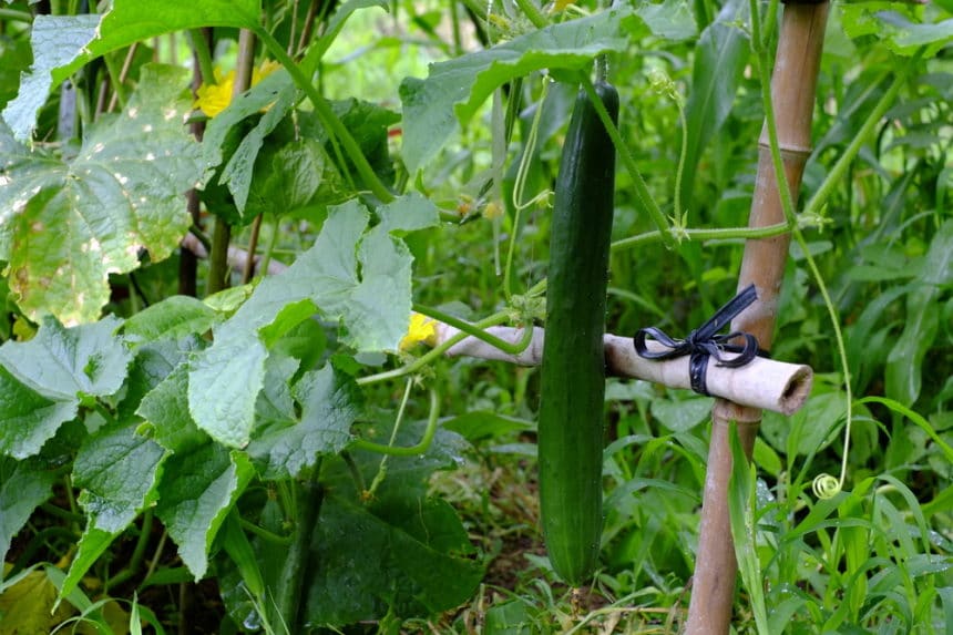 Growing Lemon Cucumbers in the Home Garden Garden.eco