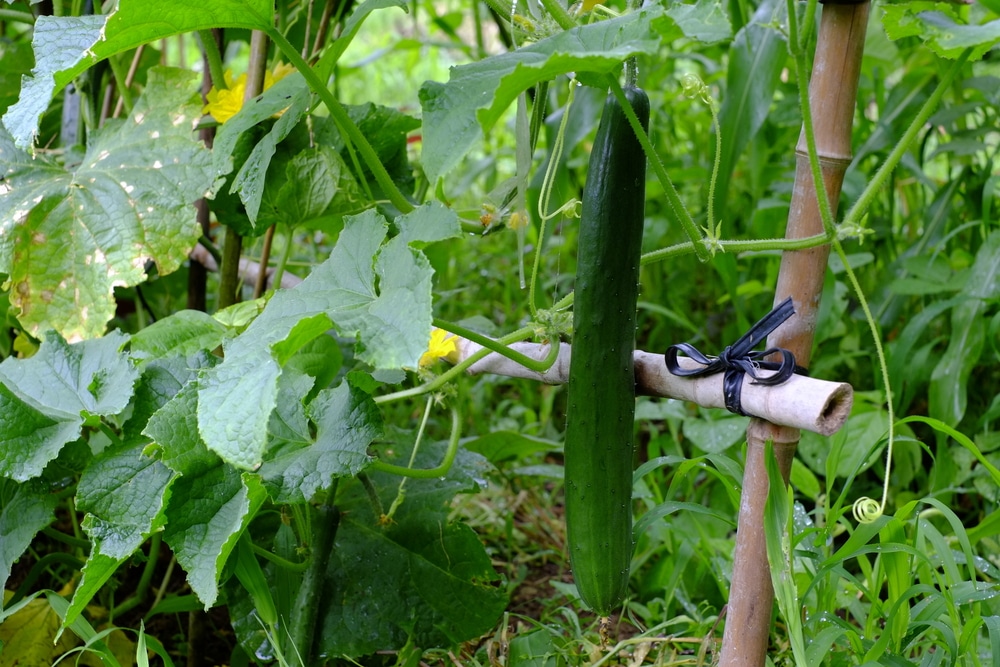 How to Grow Cucumbers. Grow cucumbers from seed.