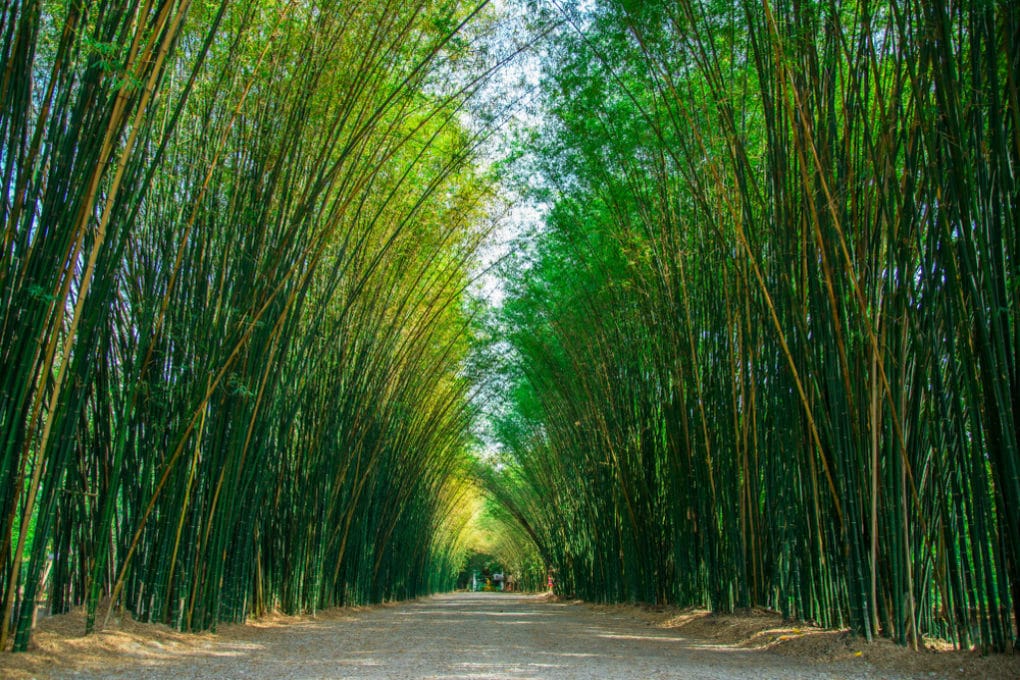 Where Does Bamboo Grow Just About Everywhere