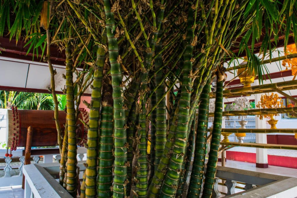 Growing Bamboo is Easier Than You Think