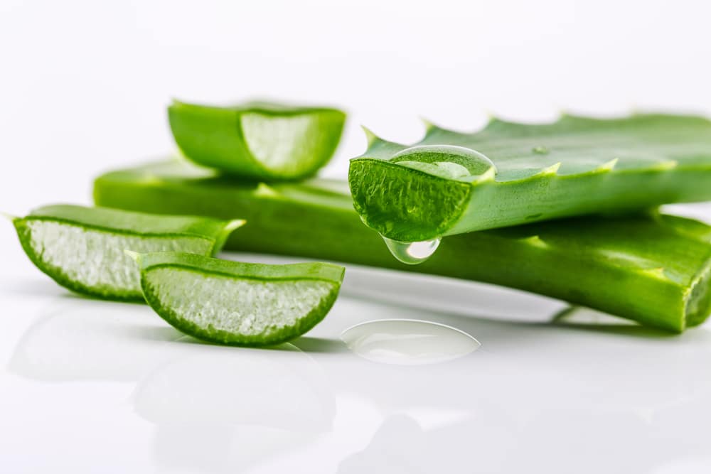 How To Cut An Aloe Vera Plant For Various Needs