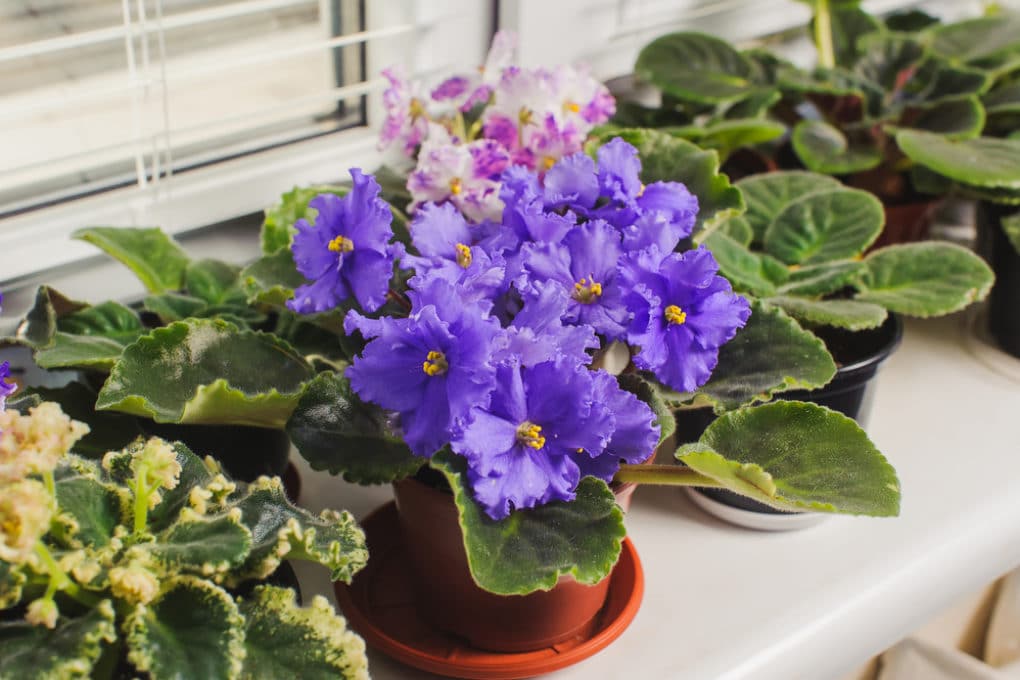 Transplanting African Violets the Right Way