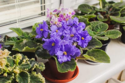 how-to-get-african-violets-to-bloom