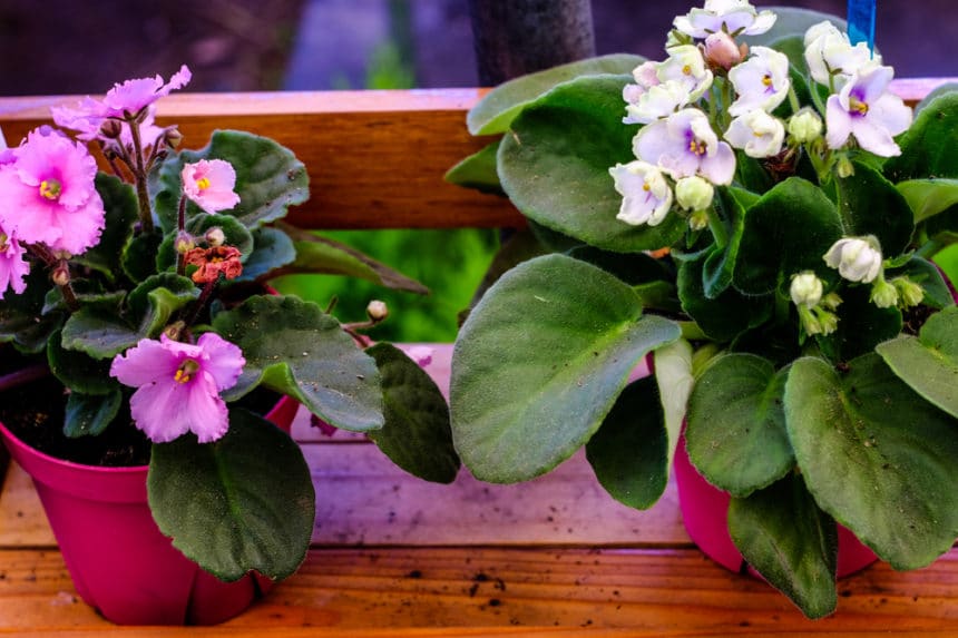 Transplanting African Violets the Right Way