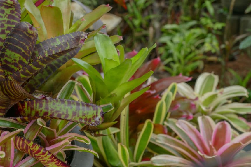 Bromeliad Soil » Top Tips for a Healthy Start