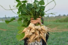 how-to-grow-jicama