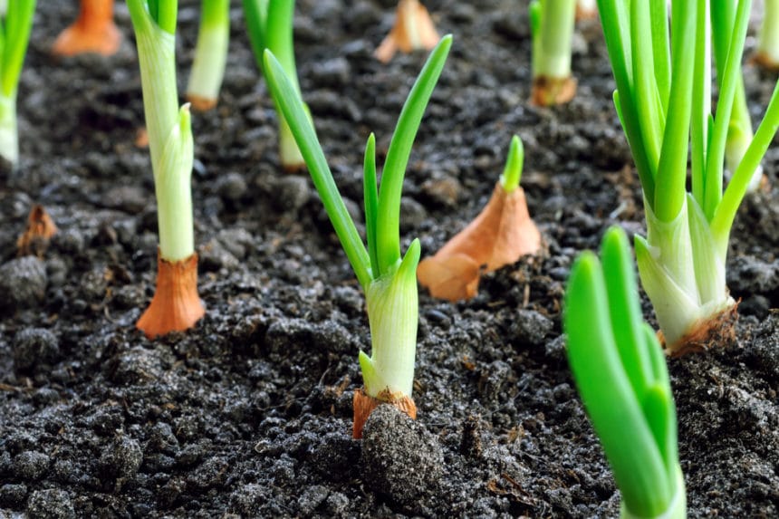 Where Do Onions Grow? » Top Facts & Tips