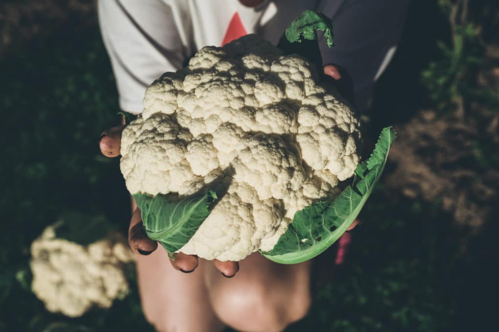 Cauliflower Disease & When to Call the Doctor