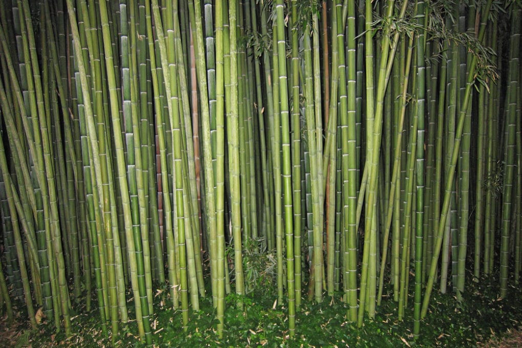 How to Kill Bamboo &raquo; Everything You Need to Know