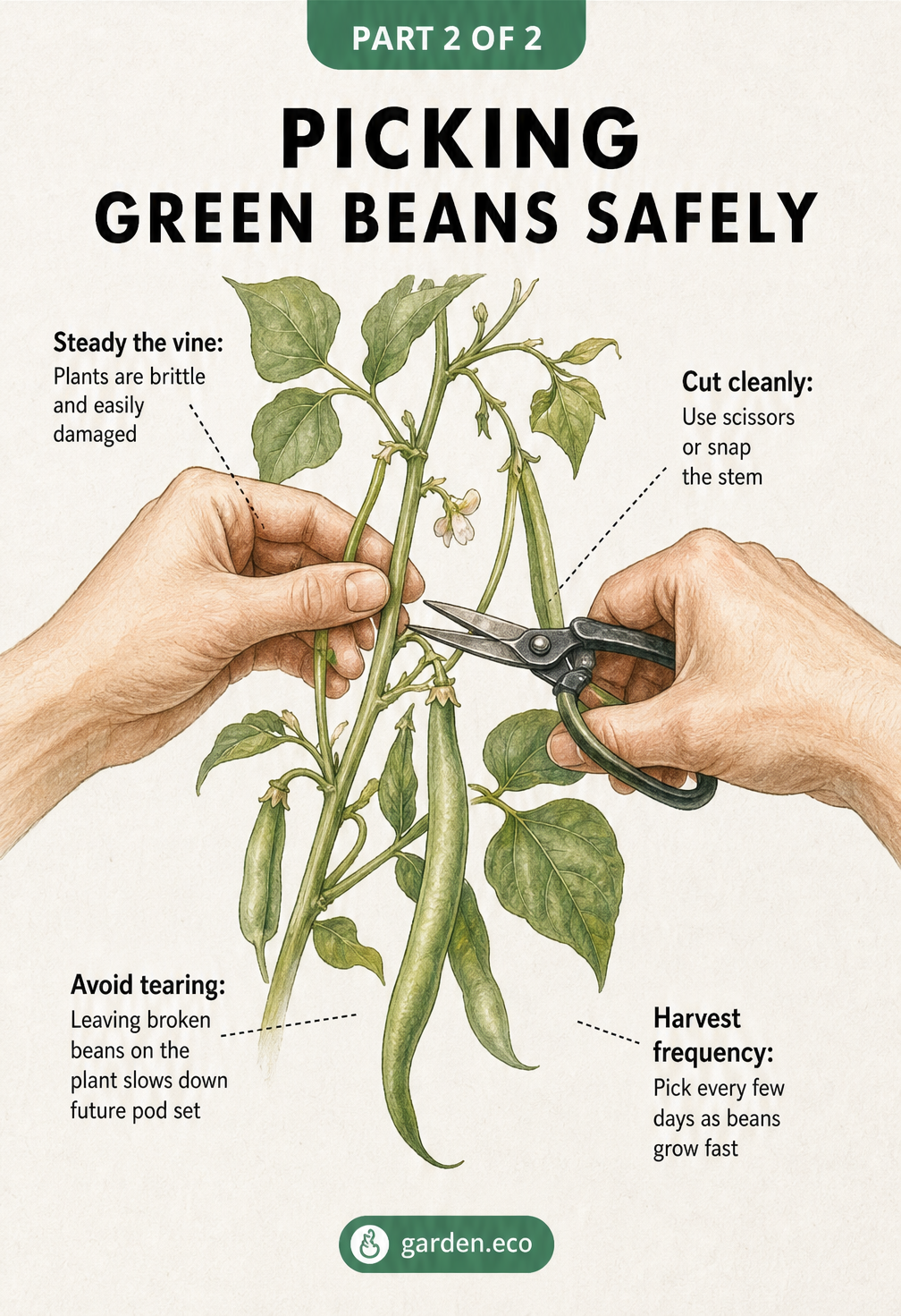 Illustration demonstrating how to safely harvest green beans by steadying the vine and cutting the stem with scissors.