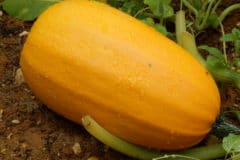 how-to-pick-spaghetti-squash