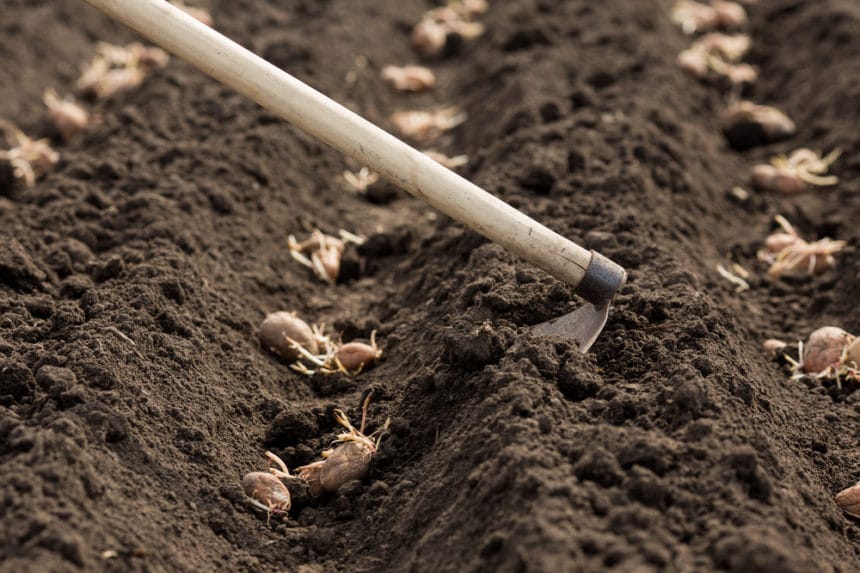 When to plant potatoes in pennsylvania garden eco