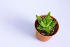 how-to-propagate-aloe-vera