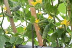 how-to-stake-cucumbers