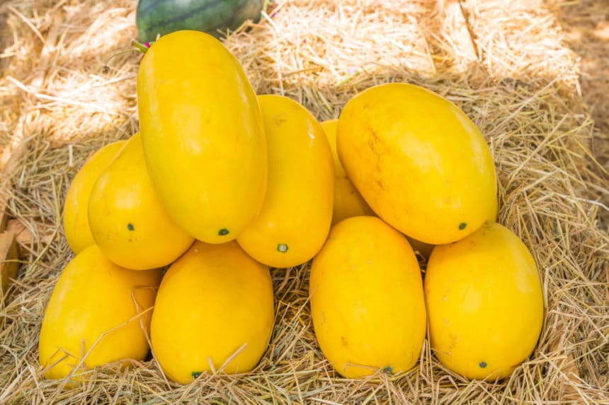 Storing Yellow Squash » Top Tips in Keeping it Tasty