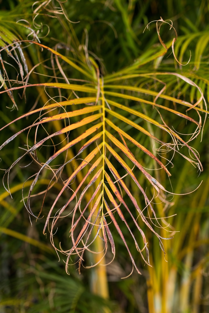 palm plant care brown tips