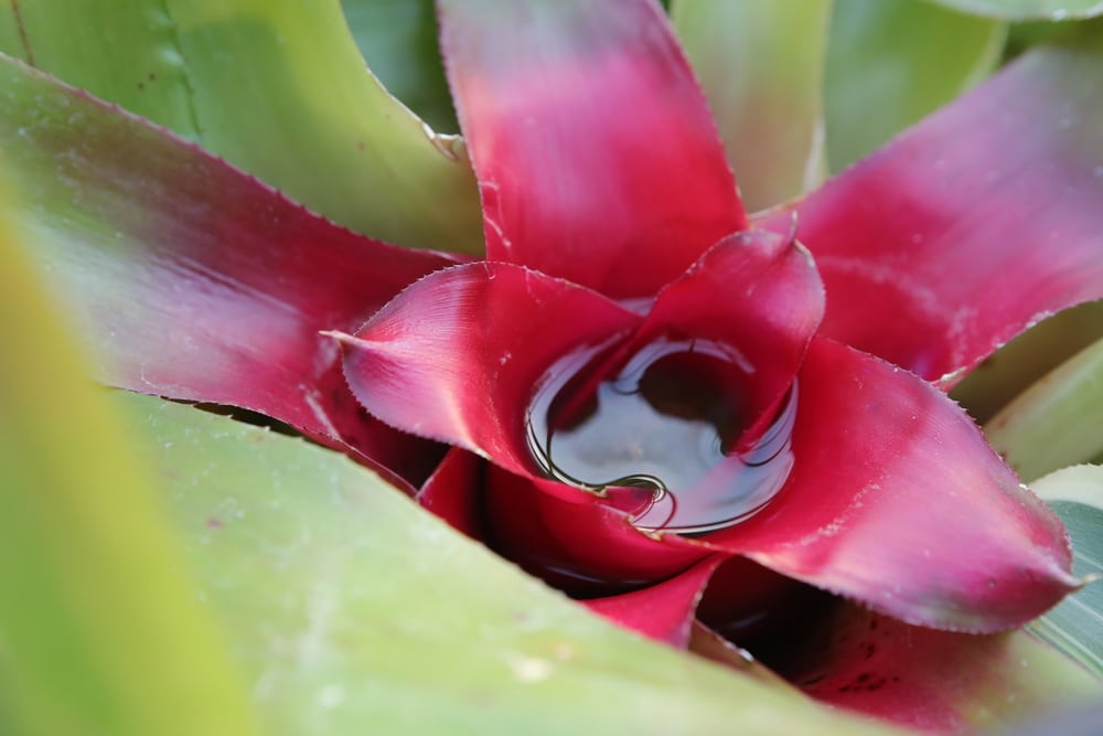 Image result for watering bromeliads