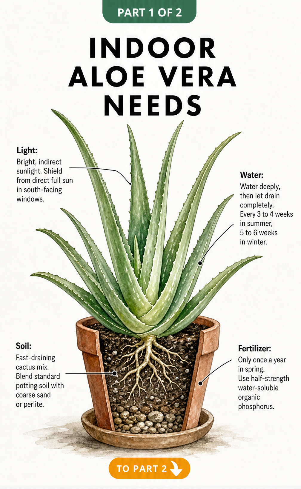 Botanical illustration of an indoor aloe vera plant in a terracotta pot showing soil cross-section, with care instructions for light, soil, water, and...