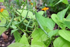 long-take-green-beans-grow