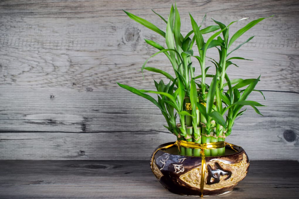Lucky Bamboo Fertilizer » How to Feed them Right