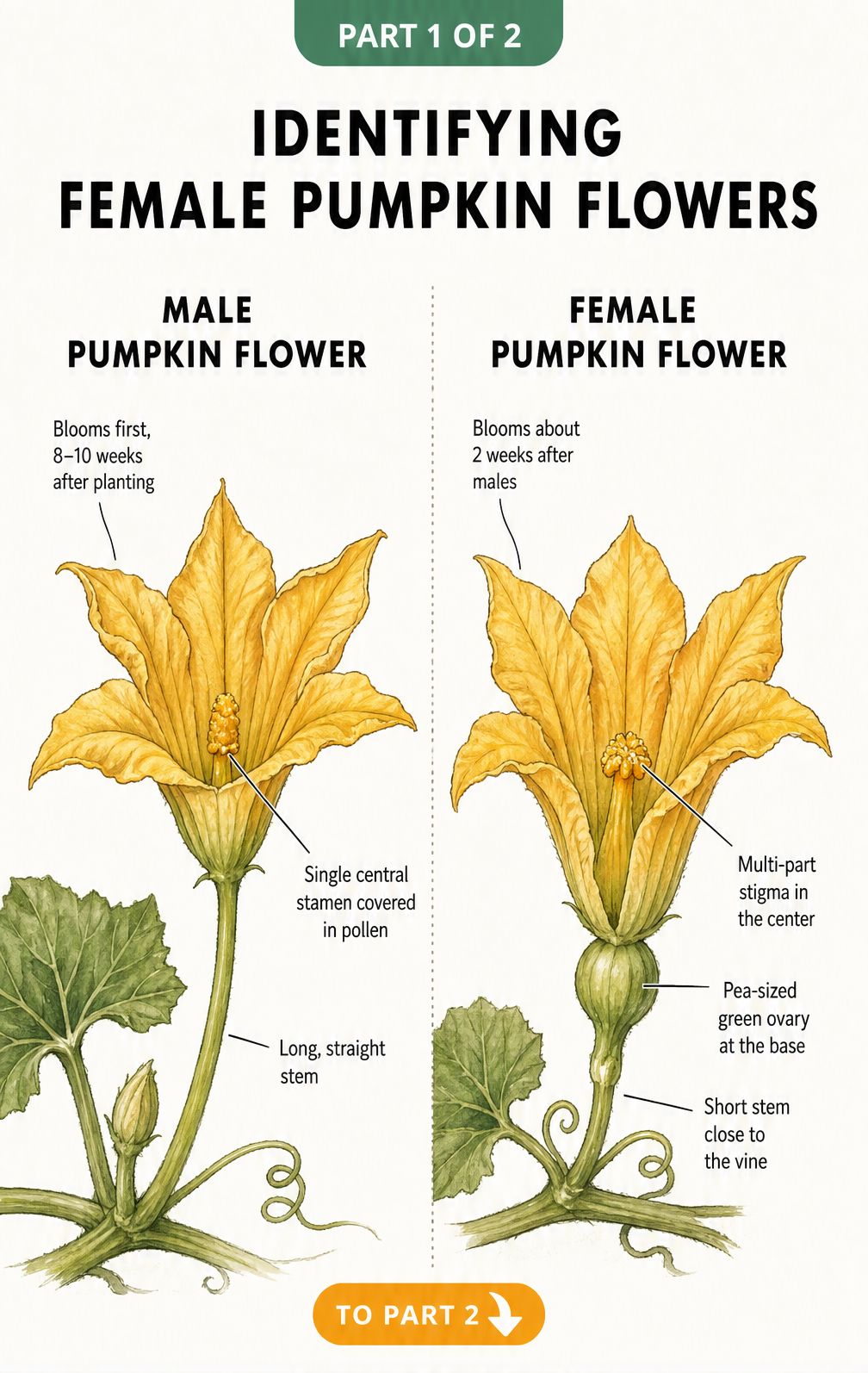 Botanical illustration comparing male and female pumpkin flowers side by side.