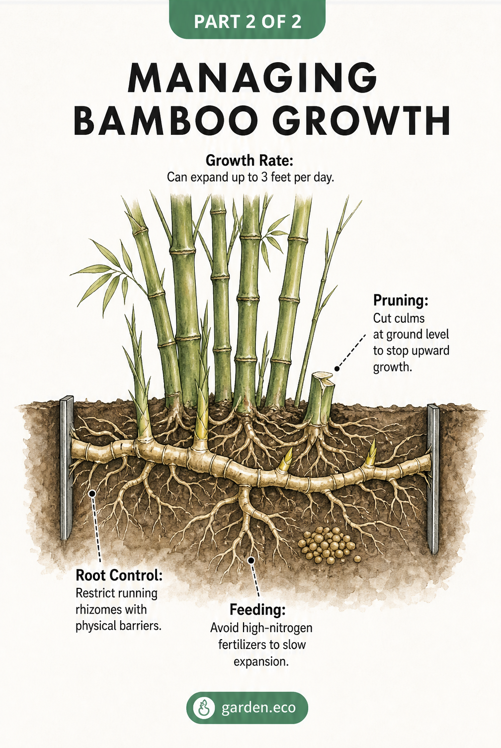 Cross-section diagram of a bamboo plant showing roots, culms, and methods for controlling growth