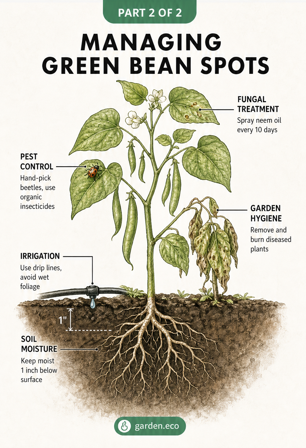 Cross-section diagram of a green bean plant showing management techniques like proper soil moisture, drip irrigation, fungal treatments, and pest control.