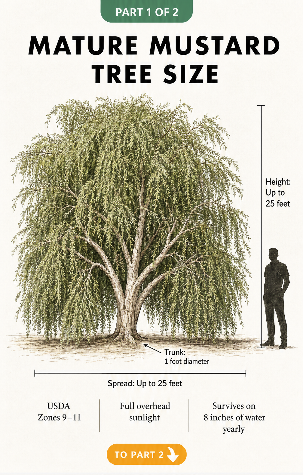 Botanical illustration of a mature mustard tree showing a height and spread of up to 25 feet next to a human silhouette for scale.
