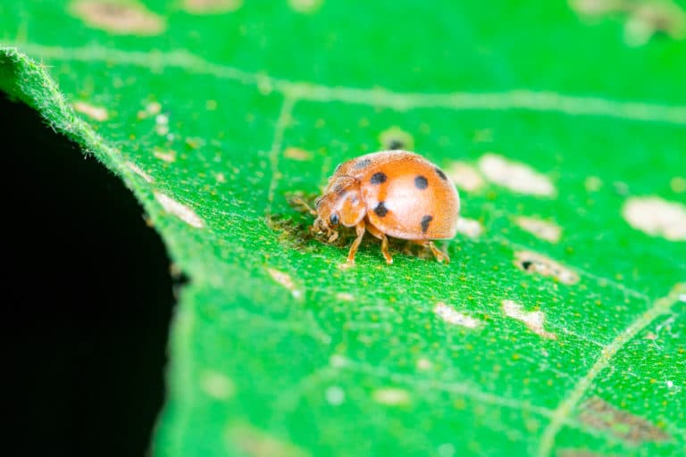 Bean Beetles » Top Facts on Identification & Control