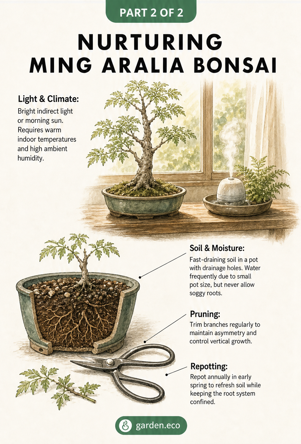 Illustration detailing Ming Aralia bonsai care, including light requirements, fast-draining soil, pruning techniques, and repotting tips.