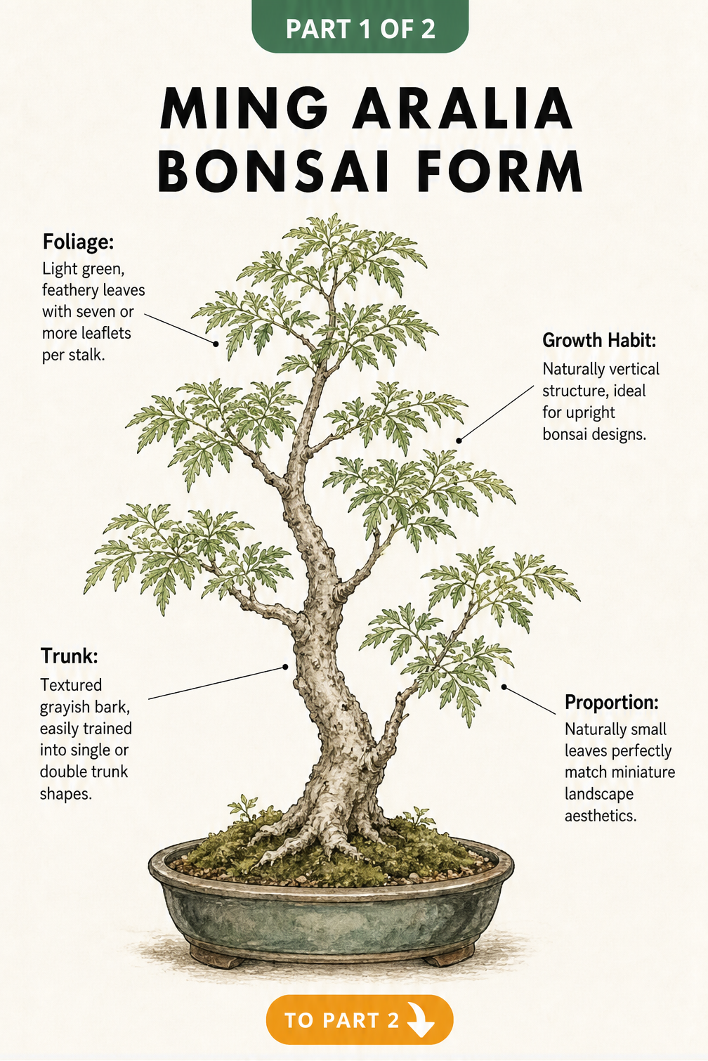 Botanical illustration of a Ming Aralia bonsai showing its upright growth habit, feathery foliage, and textured trunk in a shallow pot.